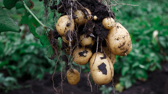 Eine Kartoffelpflanze mit Wurzeln und Knollen wird aus der Erde gezogen. © colourbox 