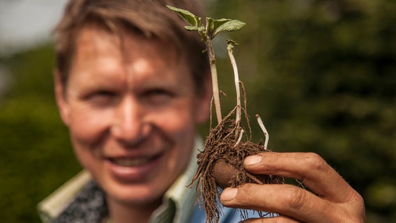 Gärtner Peter Rasch hält eine austreibende Kartoffel in der Hand. © NDR Foto: Udo Tanske