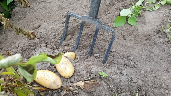 Potatoes are dug up with a digging fork.  © NDR Photo: Kathrin Weber