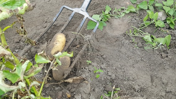 Kartoffeln werden mit einer Grabegabel ausgegraben. © NDR Foto: Kathrin Weber