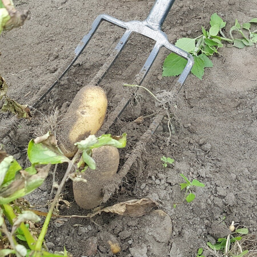 Wie Lange Brauchen Kartoffeln Ernte