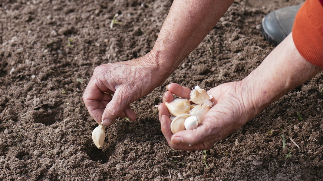 Im Herbst Winterknoblauch Pflanzen Ndr De Ratgeber Garten
