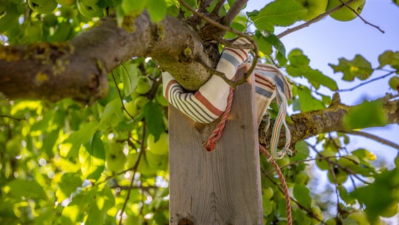 Eine gepolsterte Holzlatte stützt ein Ast © NDR Foto: Udo Tanske