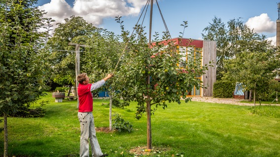 Peter Rasch bringt eine Hängebrücke-Halterung an einem jungen Apfelbaum an © NDR Foto: Udo Tanske