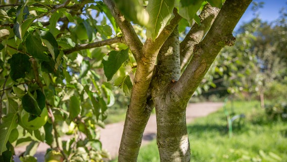 Ein Apfelbaum wird von einer Astgabel gestützt © NDR Foto: Udo Tanske