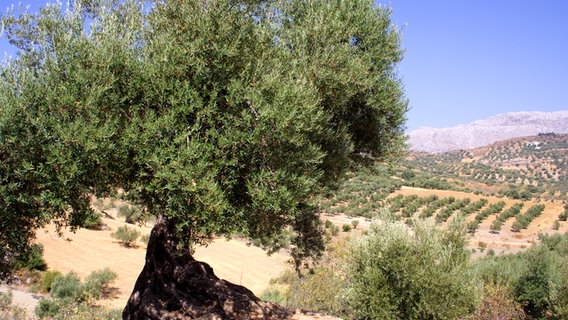 An old olive tree grows in a Mediterranean landscape.  © Panthermedia Photo: kstipek