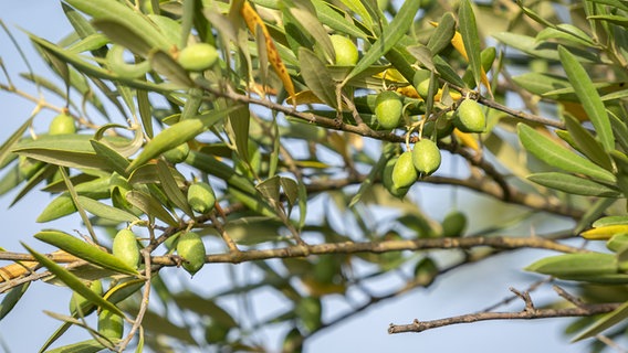 Olivenzweige mit grünen Früchten. © Panthermedia Foto: Robertobinetti70