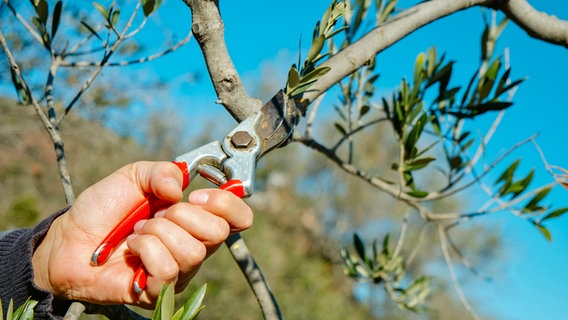 Ein Mann beschneidet einen Olivenbaum. © Colourbox Foto: nito