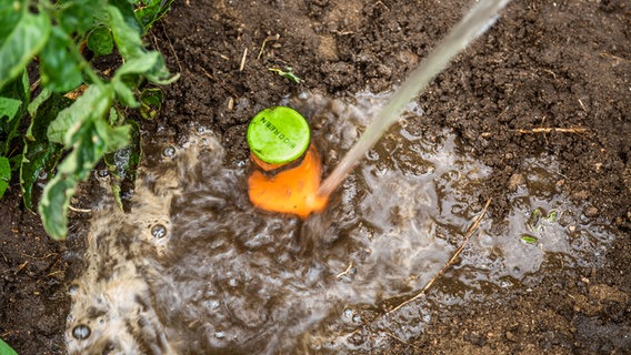 Ein in der Erde eingegrabener Olla wird gewässert. © NDR Foto: Udo Tanske