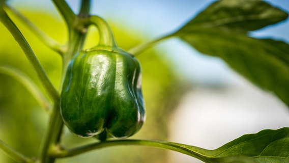 Paprika-Pflanze mit grüner Schote © Colourbox Foto: Christopher Boswell