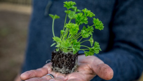 In Erde gezogene Petersilien-Pflanze auf einer Hand © NDR 