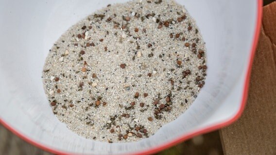 Saatkörner mit Sand vermischt © NDR 