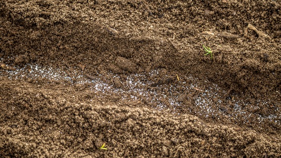 Saat mit Sand auf einer Beetfurche © NDR Foto: Udo Tanske