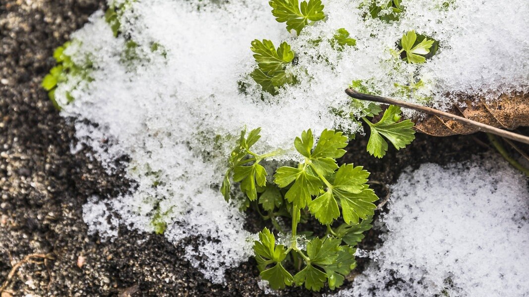 Krauter Richtig Uberwintern Ndr De Ratgeber Garten