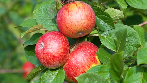 An einem Ast wachsen Äpfel der Sorte Altländer Pfannkuchenapfel. © imago images Foto: blickwinkel