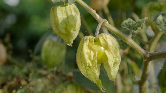 Unreife Früchte wachsen an einer Physalis © Colourbox Foto:  praisaeng