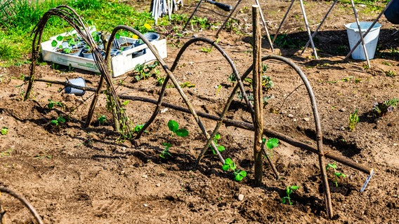 Erbsenpflanzen im Gemüsebeet mit Rankhilfe. © NDR Foto: Udo Tanske