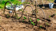 Erbsenpflanzen im Gemüsebeet mit Rankhilfe. © NDR Foto: Udo Tanske