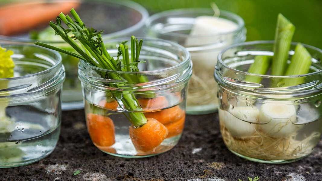 Regrowing: Gemüse im Wasserglas nachwachsen lassen | NDR.de - Ratgeber