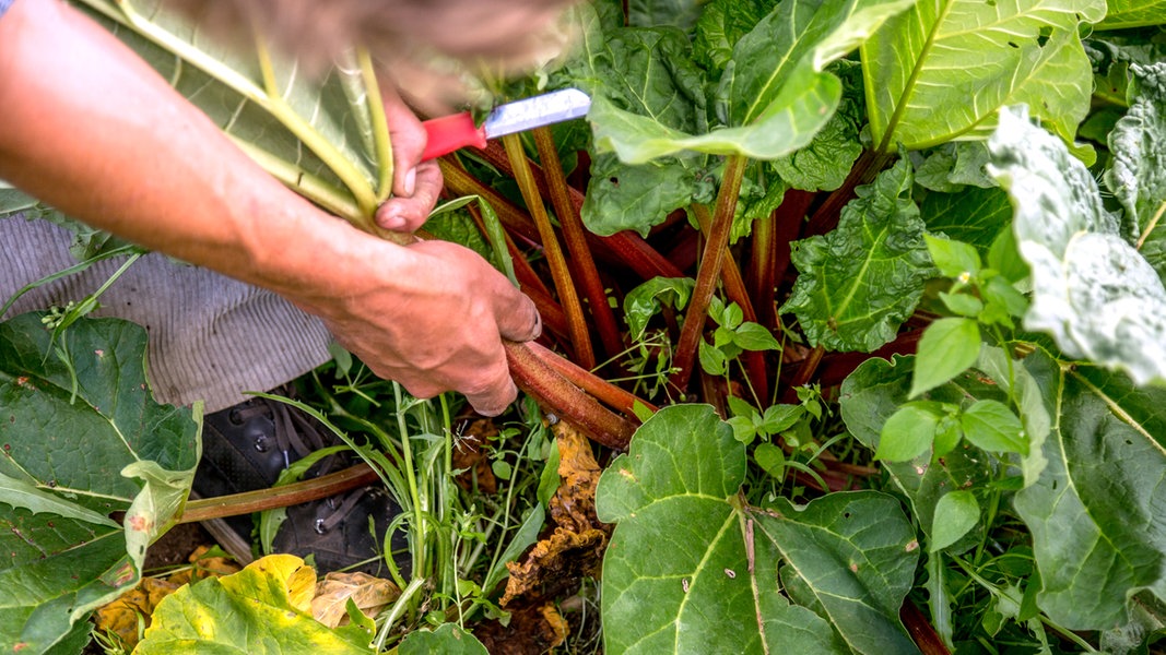 Rhabarber pflanzen, pflegen und ernten NDR.de Ratgeber Garten Nutzpflanzen