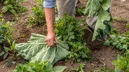 Rhabarberblätter werden als Mulch in einem Beet platziert © NDR Foto: Udo Tanske