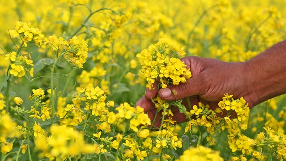 Eine Hand hält eine Senfpflanze in einem Acker voller weiterer Senfpflanzen. © Colourbox Foto: Mohamed Anwarul Kabir Choudhury