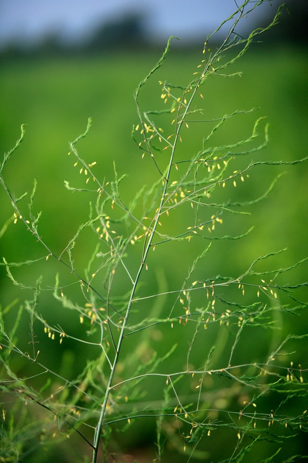 Spargelpflanze mit Blüten in Nahaufnahme. © picture alliance / Arco Images GmbH 