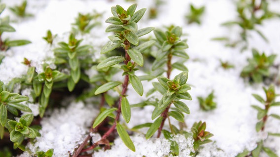 Thyme covered with snow © PantherMedia Photo: martina_unbehauen (YAYMicro)