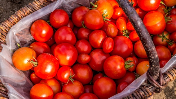 In einem Korb liegen viele unterschiedlich große Tomaten. © ndr.de Foto: Udo Tanske