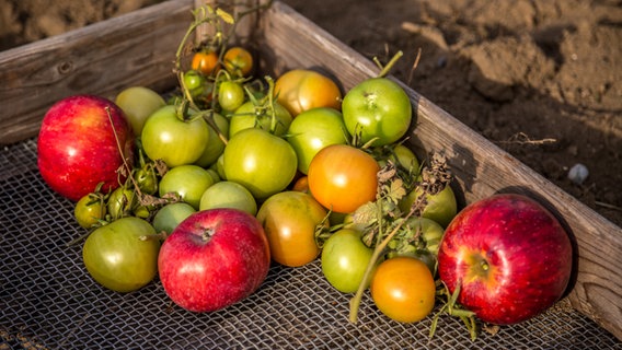 Getrocknete, eingekochte, zu Saft verarbeitete und noch in einem  Korb befindliche Tomaten in einem Bild. © ndr.de Foto: Udo Tanske