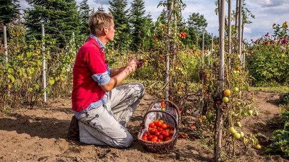 Peter Rasch kniet vor den Tomatenpflanzen. © ndr.de Foto: Udo Tanske