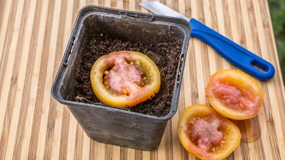 Tomatenscheiben in einem Kübel mit Erde. © ndr.de Foto: Udo Tanske