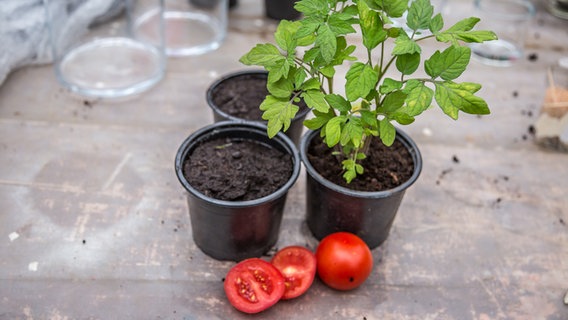 Tomaten liegen vor einer Tomatenpflanze. © ndr.de Foto: Udo Tanske