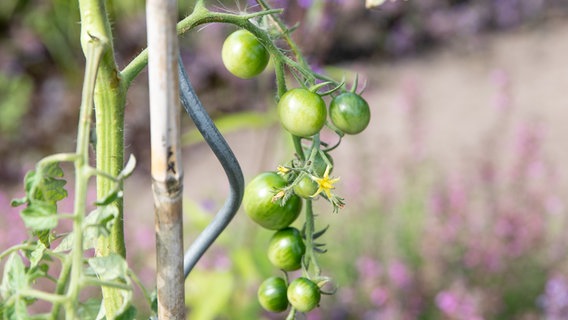 Tomatenpflanze mit grünen Früchten an Rankhilfen © NDR Foto: Claudia Timmann