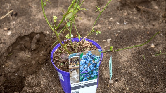 eine Heidelbeerpflanze in einem Topf  Foto: Udo Tanske