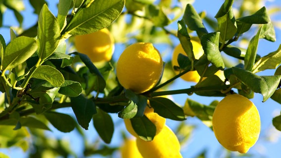 Zitronen wachsen an einem Baum © Colourbox 