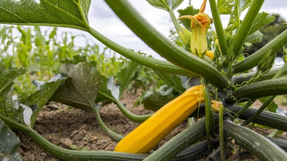 Gelbe Zucchini im Feld © imago/Jochen Tack Foto: Jochen Tack