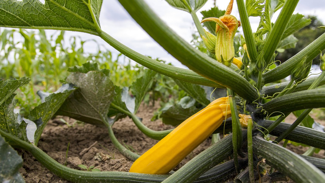 Zucchini pflanzen und ernten: So gelingt der Anbau | NDR.de - Ratgeber ...