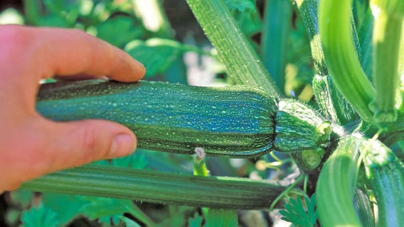 Eine Hand erntet einen Zucchino von einer Zucchini-Pflanze. © imago images Foto: Redeleit