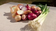 Verschiedene Zwiebelsorten und Lauchzwiebeln auf einem Tuch © NDR Foto: Udo Tanske