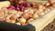 Verschiedene Steckzwiebeln liegen in einer Kiste. © NDR Foto: Udo Tanske