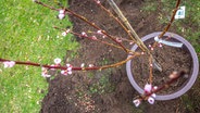 Ein Pfirsichbaum in einem Topf © NDR Foto: Udo Tanske