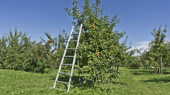 Eine Leiter steht an einem Apfelbaum. © imago/CHROMORANGE Foto: Monika Wirth