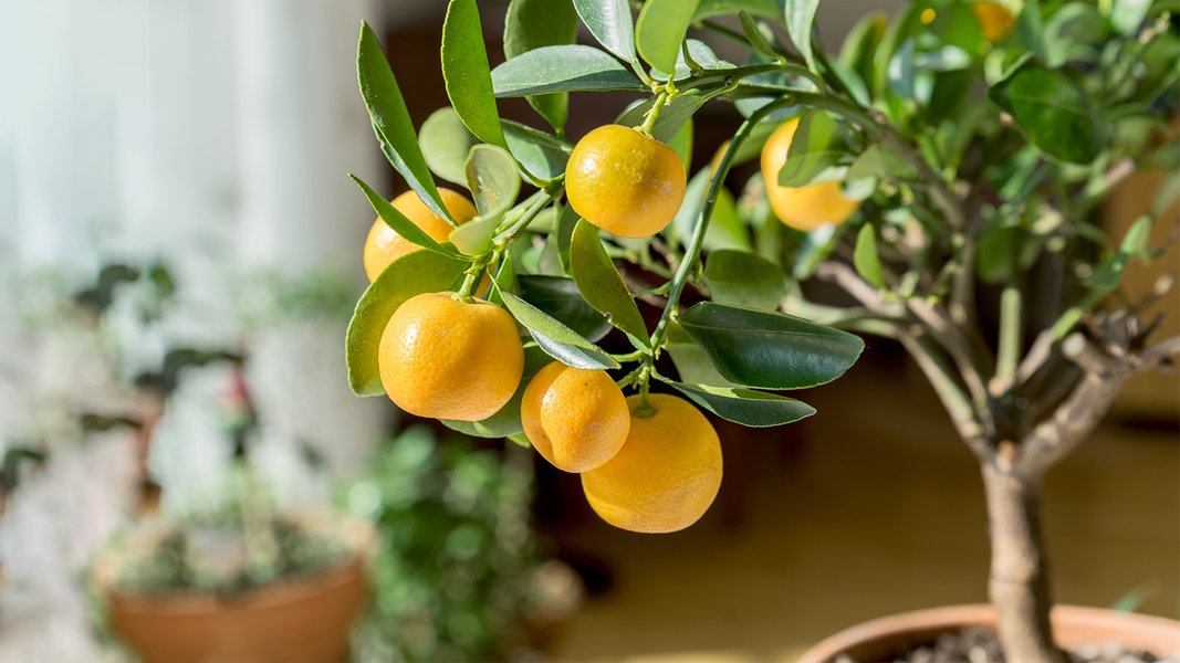 Zitruspflanzen überwintern So bleiben die Bäumchen gesund