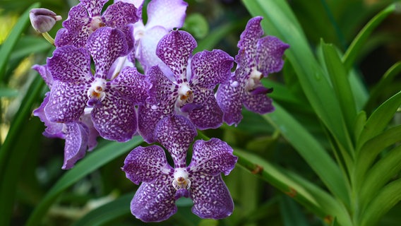Eine blühende Vanda-Orchidee. © Fotolia.com Foto: Auttapon Moonsawad