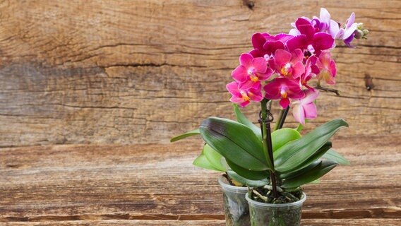 Zwei blühenden Phalaenopsis im Topf © Colourbox Foto: neirfy@