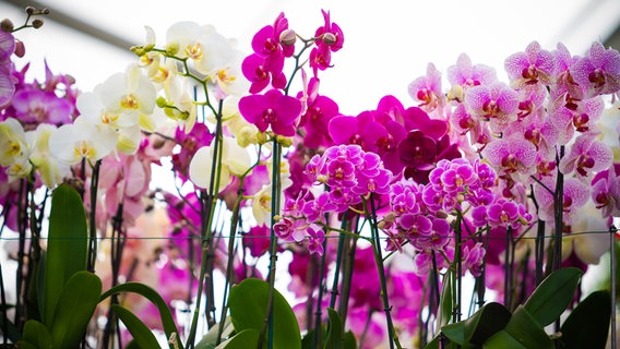 Blühende Orchideen in verschiedenen Farben © Colourbox Foto:  Eugen Wais