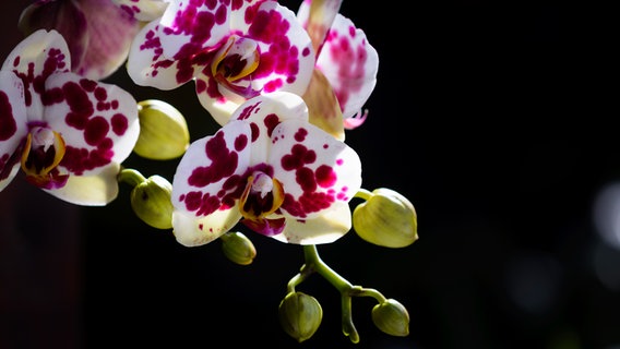 Weiße Orchideen-Blüten mit lilafarbenen Tupfern © Colourbox 