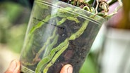 Durch einen durchsichtigen Plastiktopf sieht man die Wurzeln einer Orchidee. © NDR Foto: Udo Tanske