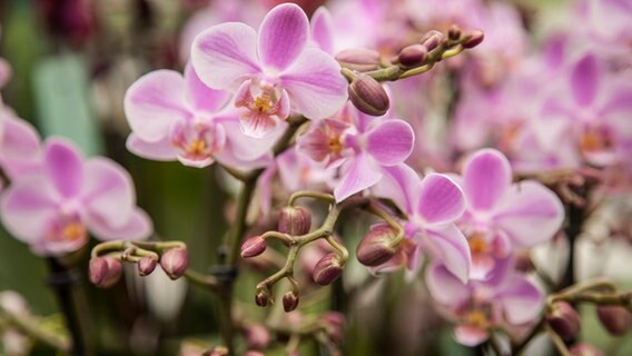 Orchideen-Blüten und -Knospen  
